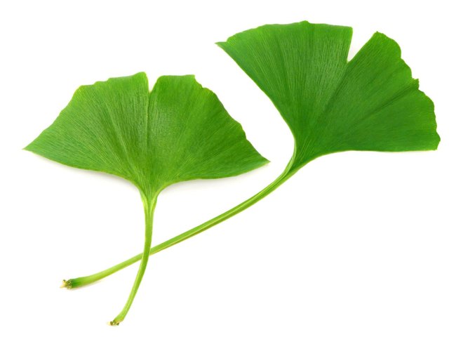 Ginkgo Biloba навчны ханд